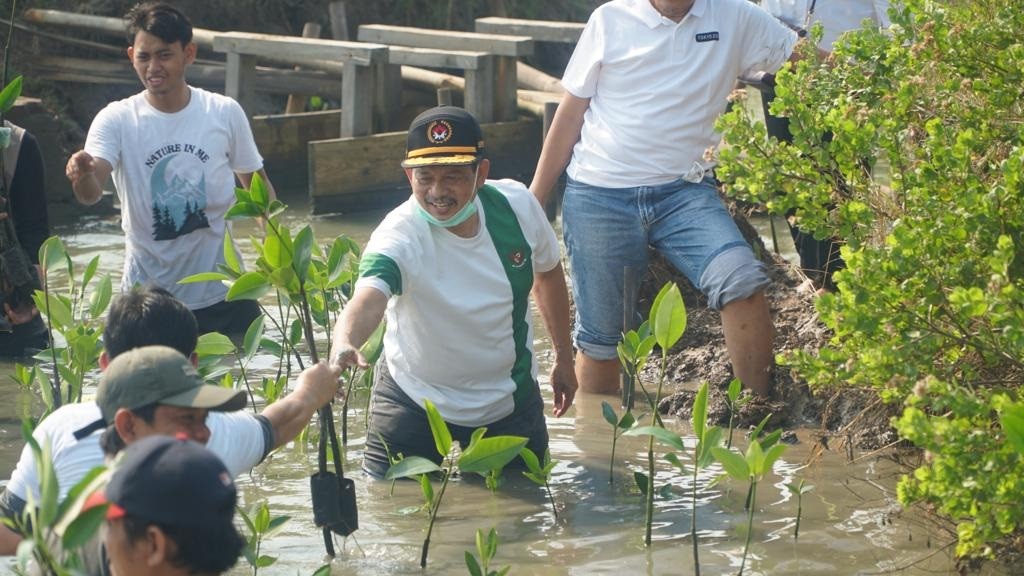 mangrove.jpg