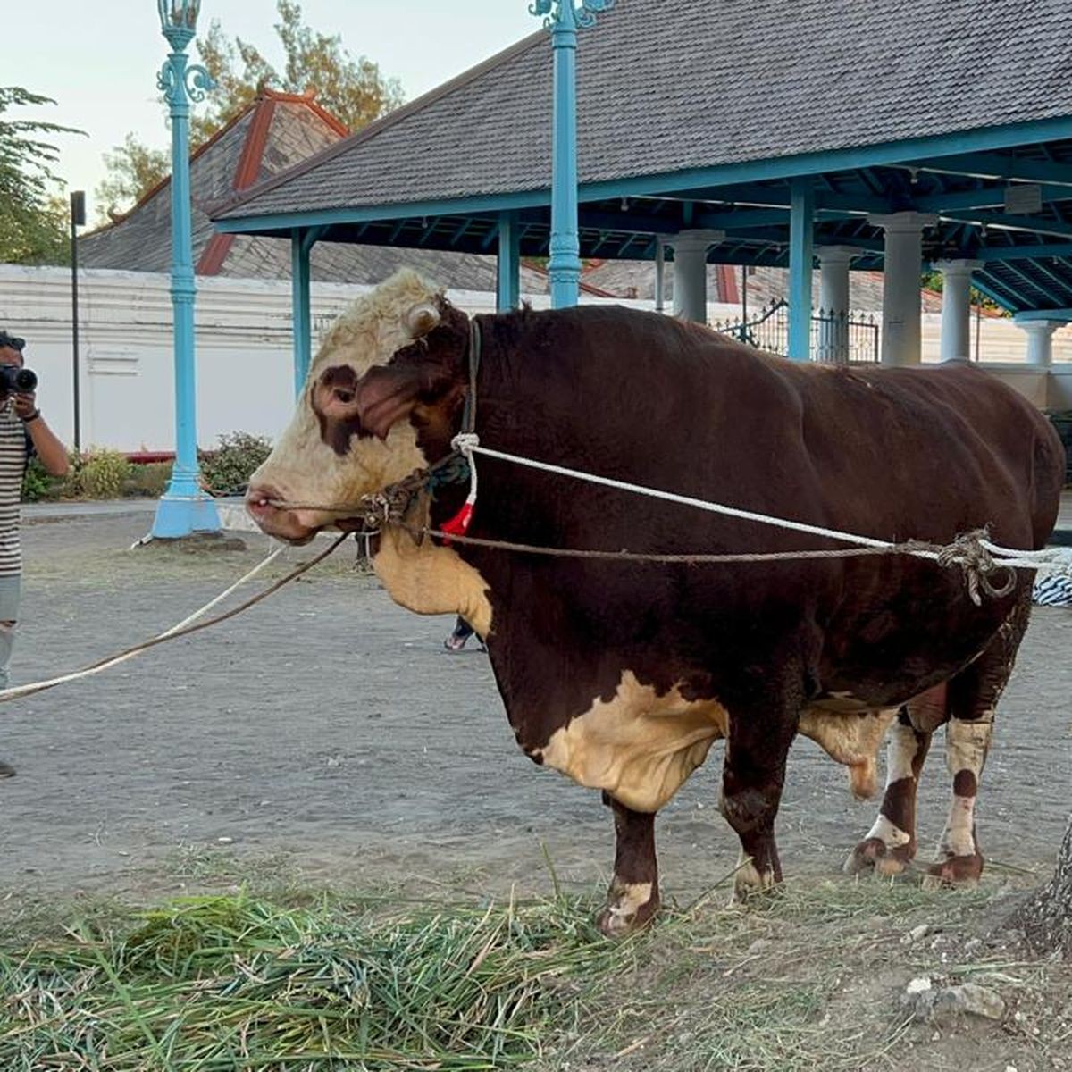 Bantuan Sapi Kurban Presiden Perlu Diposisikan sebagai Program Sosial Negara 6a15a998dc342.jpg